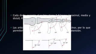 • Cada dedo, excepto el pulgar, tiene 3 falanges (proximal, media y
distal). Para un total de 14.
• Las articulaciones interfalángicas son del tipo troclear, por lo que
permiten solamente los movimientos de flexión y extensión.
 
