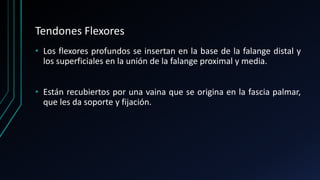 Tendones Flexores
• Los flexores profundos se insertan en la base de la falange distal y
los superficiales en la unión de la falange proximal y media.
• Están recubiertos por una vaina que se origina en la fascia palmar,
que les da soporte y fijación.
 