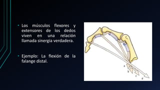 • Los músculos flexores y
extensores de los dedos
viven en una relación
llamada sinergia verdadera.
• Ejemplo: La flexión de la
falange distal.
 