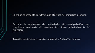 • La mano representa la extremidad efectora del miembro superior.
• Permite la realización de actividades de manipulación que
requieren una serie de movimientos finos, principalmente la
prensión.
• También actúa como receptor sensorial y “educa” al cerebro.
 