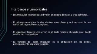 Interóseos y Lumbricales
• Los músculos interóseos se dividen en cuatro dorsales y tres palmares.
• El primero se origina de dos vientres musculares y se inserta en la cara
radial del segundo metacarpiano.
• El segundo y tercero se insertan en el dedo medio y el cuarto en el borde
cubital del cuarto dedo.
• La función de estos músculos es la abducción de los dedos,
principalmente segundo y cuarto.
 