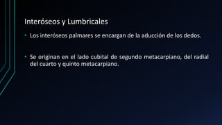 Interóseos y Lumbricales
• Los interóseos palmares se encargan de la aducción de los dedos.
• Se originan en el lado cubital de segundo metacarpiano, del radial
del cuarto y quinto metacarpiano.
 