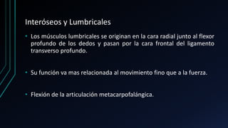 Interóseos y Lumbricales
• Los músculos lumbricales se originan en la cara radial junto al flexor
profundo de los dedos y pasan por la cara frontal del ligamento
transverso profundo.
• Su función va mas relacionada al movimiento fino que a la fuerza.
• Flexión de la articulación metacarpofalángica.
 