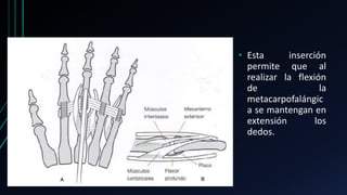 • Esta inserción
permite que al
realizar la flexión
de la
metacarpofalángic
a se mantengan en
extensión los
dedos.
 