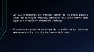 • Los cuatro tendones del extensor común de los dedos pasan a
través del retináculo extensor, atraviesan una vaina sinovial para
llegar a su inserción en el dorso de la falange.
• El aparato extensor se conforma de la unión de los tendones
extensores con los músculos intrínsecos de la mano.
 