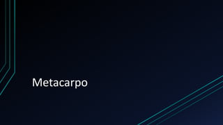 Metacarpo
 