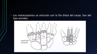 • Los metacarpianos se articulan con la fila distal del carpo. Son del
tipo artrodia.
 