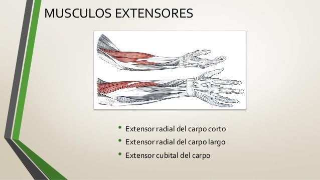 Extensores de la mano pdf creator