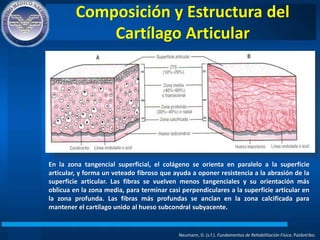 Composición y Estructura del
Cartílago Articular
Neumann, D. (s.f.). Fundamentos de Rehabilitación Física. Paidotribo.
En la zona tangencial superficial, el colágeno se orienta en paralelo a la superficie
articular, y forma un veteado fibroso que ayuda a oponer resistencia a la abrasión de la
superficie articular. Las fibras se vuelven menos tangenciales y su orientación más
oblicua en la zona media, para terminar casi perpendiculares a la superficie articular en
la zona profunda. Las fibras más profundas se anclan en la zona calcificada para
mantener el cartílago unido al hueso subcondral subyacente.
 