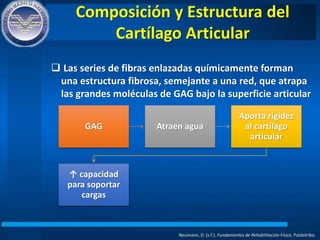 Composición y Estructura del
Cartílago Articular
Neumann, D. (s.f.). Fundamentos de Rehabilitación Física. Paidotribo.
 Las series de fibras enlazadas químicamente forman
una estructura fibrosa, semejante a una red, que atrapa
las grandes moléculas de GAG bajo la superficie articular
GAG Atraen agua
Aporta rigidez
al cartílago
articular
↑ capacidad
para soportar
cargas
 