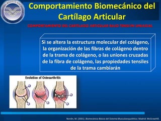 Comportamiento Biomecánico del
Cartílago Articular
Nordin, M. (2001). Biomecánica Básica del Sistema Musculoesquelético. Madrid: McGrawHIll.
COMPORTAMIENTO DEL CARTÍLAGO ARTICULAR BAJO TENSIÓN UNIAXIAL
Si se altera la estructura molecular del colágeno,
la organización de las fibras de colágeno dentro
de la trama de colágeno, o las uniones cruzadas
de la fibra de colágeno, las propiedades tensiles
de la trama cambiarán
 