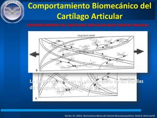 Comportamiento Biomecánico del
Cartílago Articular
Nordin, M. (2001). Biomecánica Básica del Sistema Musculoesquelético. Madrid: McGrawHIll.
COMPORTAMIENTO DEL CARTÍLAGO ARTICULAR BAJO TENSIÓN UNIAXIAL
La carga resultaría en un alineamiento de las fibrillas
de colágeno a lo largo del eje de tensión.
 