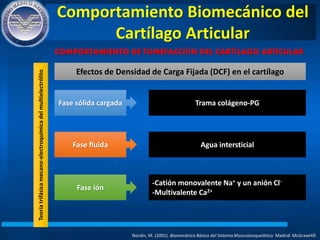Comportamiento Biomecánico del
Cartílago Articular
Nordin, M. (2001). Biomecánica Básica del Sistema Musculoesquelético. Madrid: McGrawHIll.
COMPORTAMIENTO DE TUMEFACCIÓN DEL CARTÍLAGO ARTICULAR
Efectos de Densidad de Carga Fijada (DCF) en el cartílago
Fase sólida cargada
Fase fluida
Fase ión
Trama colágeno-PG
Agua intersticial
-Catión monovalente Na+ y un anión Cl-
-Multivalente Ca2+
Teoríatrifásicamecano-electroquímicadelmultielectrólito
 