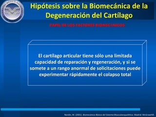 Hipótesis sobre la Biomecánica de la
Degeneración del Cartílago
Nordin, M. (2001). Biomecánica Básica del Sistema Musculoesquelético. Madrid: McGrawHIll.
PAPEL DE LOS FACTORES BIOMECÁNICOS
El cartílago articular tiene sólo una limitada
capacidad de reparación y regeneración, y si se
somete a un rango anormal de solicitaciones puede
experimentar rápidamente el colapso total
 