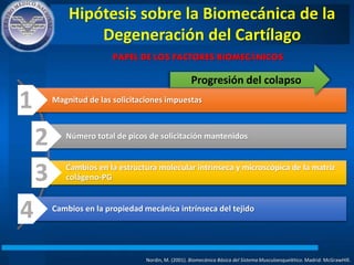 Hipótesis sobre la Biomecánica de la
Degeneración del Cartílago
Nordin, M. (2001). Biomecánica Básica del Sistema Musculoesquelético. Madrid: McGrawHIll.
PAPEL DE LOS FACTORES BIOMECÁNICOS
Magnitud de las solicitaciones impuestas
Número total de picos de solicitación mantenidos
Cambios en la estructura molecular intrínseca y microscópica de la matriz
colágeno-PG
Cambios en la propiedad mecánica intrínseca del tejido
1
2
3
4
Progresión del colapso
 