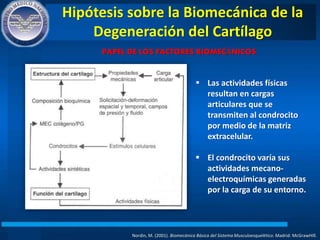 Hipótesis sobre la Biomecánica de la
Degeneración del Cartílago
Nordin, M. (2001). Biomecánica Básica del Sistema Musculoesquelético. Madrid: McGrawHIll.
PAPEL DE LOS FACTORES BIOMECÁNICOS
 Las actividades físicas
resultan en cargas
articulares que se
transmiten al condrocito
por medio de la matriz
extracelular.
 El condrocito varía sus
actividades mecano-
electroquímicas generadas
por la carga de su entorno.
 