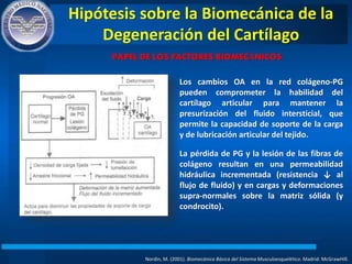 Hipótesis sobre la Biomecánica de la
Degeneración del Cartílago
Nordin, M. (2001). Biomecánica Básica del Sistema Musculoesquelético. Madrid: McGrawHIll.
PAPEL DE LOS FACTORES BIOMECÁNICOS
Los cambios OA en la red colágeno-PG
pueden comprometer la habilidad del
cartílago articular para mantener la
presurización del fluido intersticial, que
permite la capacidad de soporte de la carga
y de lubricación articular del tejido.
La pérdida de PG y la lesión de las fibras de
colágeno resultan en una permeabilidad
hidráulica incrementada (resistencia ↓ al
flujo de fluido) y en cargas y deformaciones
supra-normales sobre la matriz sólida (y
condrocito).
 