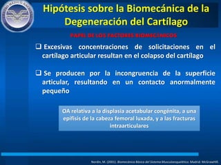 Hipótesis sobre la Biomecánica de la
Degeneración del Cartílago
Nordin, M. (2001). Biomecánica Básica del Sistema Musculoesquelético. Madrid: McGrawHIll.
PAPEL DE LOS FACTORES BIOMECÁNICOS
 Excesivas concentraciones de solicitaciones en el
cartílago articular resultan en el colapso del cartílago
 Se producen por la incongruencia de la superficie
articular, resultando en un contacto anormalmente
pequeño
OA relativa a la displasia acetabular congénita, a una
epífisis de la cabeza femoral luxada, y a las fracturas
intraarticulares
 