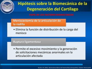 Hipótesis sobre la Biomecánica de la
Degeneración del Cartílago
Nordin, M. (2001). Biomecánica Básica del Sistema Musculoesquelético. Madrid: McGrawHIll.
PAPEL DE LOS FACTORES BIOMECÁNICOS
• Elimina la función de distribución de la carga del
menisco
Meniscectomía de la articulación de
la rodilla
• Permite el excesivo movimiento y la generación
de solicitaciones mecánicas anormales en la
articulación afectada
Ruptura ligamentosa
 