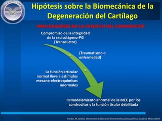 Hipótesis sobre la Biomecánica de la
Degeneración del Cartílago
Nordin, M. (2001). Biomecánica Básica del Sistema Musculoesquelético. Madrid: McGrawHIll.
IMPLICACIONES EN LA FUNCIÓN DEL CONDROCITO
Compromiso de la integridad
de la red colágeno-PG
(Transductor)
(Traumatismo o
enfermedad)
La función articular
normal lleva a estímulos
mecano-electroquímicos
anormales
Remodelamiento anormal de la MEC por los
condrocitos y la función tisular debilitada
 