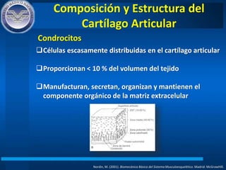 Composición y Estructura del
Cartílago Articular
Nordin, M. (2001). Biomecánica Básica del Sistema Musculoesquelético. Madrid: McGrawHIll.
Células escasamente distribuidas en el cartílago articular
Proporcionan < 10 % del volumen del tejido
Manufacturan, secretan, organizan y mantienen el
componente orgánico de la matriz extracelular
Condrocitos
 