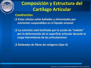Composición y Estructura del
Cartílago Articular
 Estas células están bañadas y alimentadas por
nutrientes suspendidos en el líquido sinovial
 La nutrición está facilitada por la acción de “ordeño”
por la deformación de la superficie articular durante la
carga intermitente de las articulaciones
 Rodeados de fibras de colágeno (tipo II)
Condrocitos
Neumann, D. (s.f.). Fundamentos de Rehabilitación Física. Paidotribo.
 