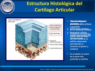 Estructura Histológica del
Cartílago Articular
Salter, R. (2005). Trastornos y Lesiones del Sistema Musculoesquelético. Barcelona: Masson.
 Fibras colágenas
paralelas a la
superficie
 Pequeñas células
ovales dispuestas del
mismo modo
 Condrocitos más
jóvenes y más activos
 En la infancia, mitosis
 Fibras de colágeno
verticales
 Condrocitos maduros
 Durante el crecimiento,
actúa como cartílago
de crecimiento de la
epífisis subyacente
permitiendo su
aumento en grosor y
amplitud
 En el adulto, la matriz
de la parte más
profunda se calcifica
 