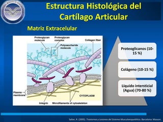 Estructura Histológica del
Cartílago Articular
Salter, R. (2005). Trastornos y Lesiones del Sistema Musculoesquelético. Barcelona: Masson.
Proteoglicanos (10-
15 %)
Colágeno (10-15 %)
Líquido intersticial
(Agua) (70-80 %)
Matriz Extracelular
 