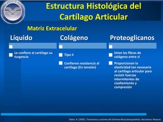 Estructura Histológica del
Cartílago Articular
Salter, R. (2005). Trastornos y Lesiones del Sistema Musculoesquelético. Barcelona: Masson.
Matriz Extracelular
Líquido
Le confiere al cartílago su
turgencia
Colágeno
Tipo II
Confieren resistencia al
cartílago (En tensión)
Proteoglicanos
Unen las fibras de
colágeno entre sí
Proporcionan la
elasticidad tan necesaria
al cartílago articular para
resistir fuerzas
intermitentes de
cizallamiento y
compresión
 