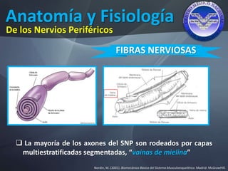 Anatomía y Fisiología
Nordin, M. (2001). Biomecánica Básica del Sistema Musculoesquelético. Madrid: McGrawHIll.
De los Nervios Periféricos
FIBRAS NERVIOSAS
 La mayoría de los axones del SNP son rodeados por capas
multiestratificadas segmentadas, “vainas de mielina”
 