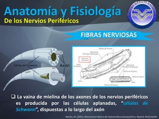 Anatomía y Fisiología
Nordin, M. (2001). Biomecánica Básica del Sistema Musculoesquelético. Madrid: McGrawHIll.
De los Nervios Periféricos
FIBRAS NERVIOSAS
 La vaina de mielina de los axones de los nervios periféricos
es producida por las células aplanadas, “células de
Schwann”, dispuestas a lo largo del axón
 