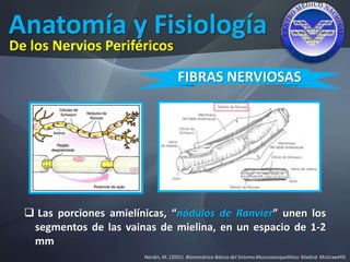 Anatomía y Fisiología
Nordin, M. (2001). Biomecánica Básica del Sistema Musculoesquelético. Madrid: McGrawHIll.
De los Nervios Periféricos
FIBRAS NERVIOSAS
 Las porciones amielínicas, “nódulos de Ranvier” unen los
segmentos de las vainas de mielina, en un espacio de 1-2
mm
 