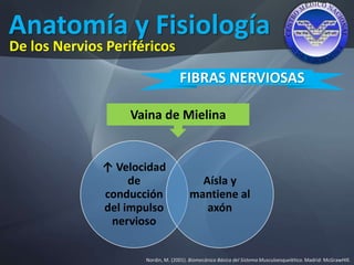 Anatomía y Fisiología
Nordin, M. (2001). Biomecánica Básica del Sistema Musculoesquelético. Madrid: McGrawHIll.
De los Nervios Periféricos
FIBRAS NERVIOSAS
↑ Velocidad
de
conducción
del impulso
nervioso
Aísla y
mantiene al
axón
Vaina de Mielina
 