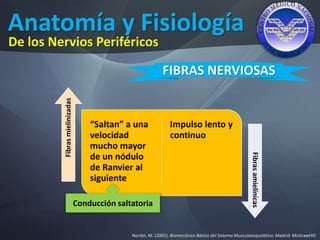 Anatomía y Fisiología
Nordin, M. (2001). Biomecánica Básica del Sistema Musculoesquelético. Madrid: McGrawHIll.
De los Nervios Periféricos
FIBRAS NERVIOSAS
“Saltan” a una
velocidad
mucho mayor
de un nódulo
de Ranvier al
siguiente
Impulso lento y
continuo
Fibrasmielinizadas
Fibrasamielínicas
Conducción saltatoria
 