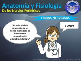 Anatomía y Fisiología
Nordin, M. (2001). Biomecánica Básica del Sistema Musculoesquelético. Madrid: McGrawHIll.
De los Nervios Periféricos
FIBRAS NERVIOSAS
“La velocidad de
conducción de un
nervio mielinizado es
directamente
proporcional al
diámetro de la fibra”
2-20 μm
 