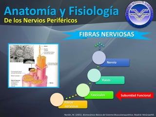Anatomía y Fisiología
Nordin, M. (2001). Biomecánica Básica del Sistema Musculoesquelético. Madrid: McGrawHIll.
De los Nervios Periféricos
FIBRAS NERVIOSAS
Fibras
nerviosas
Fascículos
Haces
Nervio
Subunidad Funcional
 
