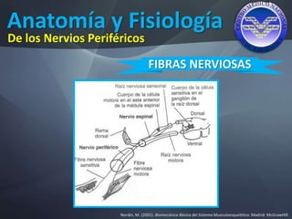 Anatomía y Fisiología
Nordin, M. (2001). Biomecánica Básica del Sistema Musculoesquelético. Madrid: McGrawHIll.
De los Nervios Periféricos
FIBRAS NERVIOSAS
 