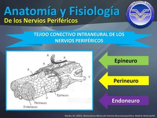 Anatomía y Fisiología
Nordin, M. (2001). Biomecánica Básica del Sistema Musculoesquelético. Madrid: McGrawHIll.
De los Nervios Periféricos
TEJIDO CONECTIVO INTRANEURAL DE LOS
NERVIOS PERIFÉRICOS
Epineuro
Perineuro
Endoneuro
 