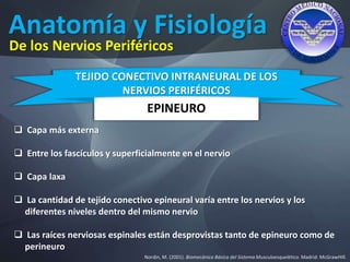 Anatomía y Fisiología
Nordin, M. (2001). Biomecánica Básica del Sistema Musculoesquelético. Madrid: McGrawHIll.
De los Nervios Periféricos
EPINEURO
TEJIDO CONECTIVO INTRANEURAL DE LOS
NERVIOS PERIFÉRICOS
 Capa más externa
 Entre los fascículos y superficialmente en el nervio
 Capa laxa
 La cantidad de tejido conectivo epineural varía entre los nervios y los
diferentes niveles dentro del mismo nervio
 Las raíces nerviosas espinales están desprovistas tanto de epineuro como de
perineuro
 