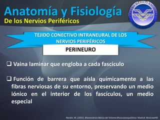 Anatomía y Fisiología
Nordin, M. (2001). Biomecánica Básica del Sistema Musculoesquelético. Madrid: McGrawHIll.
De los Nervios Periféricos
PERINEURO
TEJIDO CONECTIVO INTRANEURAL DE LOS
NERVIOS PERIFÉRICOS
 Vaina laminar que engloba a cada fascículo
 Función de barrera que aísla químicamente a las
fibras nerviosas de su entorno, preservando un medio
iónico en el interior de los fascículos, un medio
especial
 