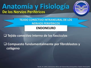 Anatomía y Fisiología
Nordin, M. (2001). Biomecánica Básica del Sistema Musculoesquelético. Madrid: McGrawHIll.
De los Nervios Periféricos
ENDONEURO
TEJIDO CONECTIVO INTRANEURAL DE LOS
NERVIOS PERIFÉRICOS
 Tejido conectivo interno de los fascículos
 Compuesto fundamentalmente por fibroblastos y
colágeno
 
