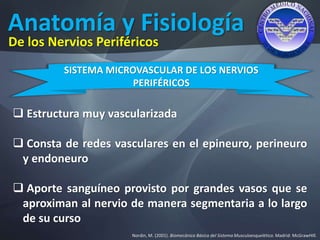 Anatomía y Fisiología
Nordin, M. (2001). Biomecánica Básica del Sistema Musculoesquelético. Madrid: McGrawHIll.
De los Nervios Periféricos
SISTEMA MICROVASCULAR DE LOS NERVIOS
PERIFÉRICOS
 Estructura muy vascularizada
 Consta de redes vasculares en el epineuro, perineuro
y endoneuro
 Aporte sanguíneo provisto por grandes vasos que se
aproximan al nervio de manera segmentaria a lo largo
de su curso
 