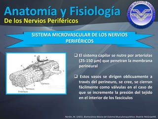 Anatomía y Fisiología
Nordin, M. (2001). Biomecánica Básica del Sistema Musculoesquelético. Madrid: McGrawHIll.
De los Nervios Periféricos
SISTEMA MICROVASCULAR DE LOS NERVIOS
PERIFÉRICOS
 El sistema capilar se nutre por arteriolas
(25-150 μm) que penetran la membrana
perineural
 Estos vasos se dirigen oblicuamente a
través del perineuro, se cree, se cierran
fácilmente como válvulas en el caso de
que se incremente la presión del tejido
en el interior de los fascículos
 