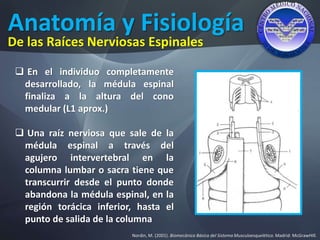 Anatomía y Fisiología
Nordin, M. (2001). Biomecánica Básica del Sistema Musculoesquelético. Madrid: McGrawHIll.
De las Raíces Nerviosas Espinales
 En el individuo completamente
desarrollado, la médula espinal
finaliza a la altura del cono
medular (L1 aprox.)
 Una raíz nerviosa que sale de la
médula espinal a través del
agujero intervertebral en la
columna lumbar o sacra tiene que
transcurrir desde el punto donde
abandona la médula espinal, en la
región torácica inferior, hasta el
punto de salida de la columna
 