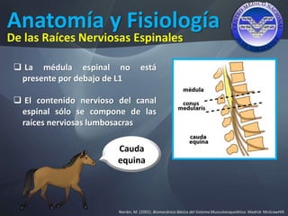 Anatomía y Fisiología
Nordin, M. (2001). Biomecánica Básica del Sistema Musculoesquelético. Madrid: McGrawHIll.
De las Raíces Nerviosas Espinales
 La médula espinal no está
presente por debajo de L1
 El contenido nervioso del canal
espinal sólo se compone de las
raíces nerviosas lumbosacras
Cauda
equina
 