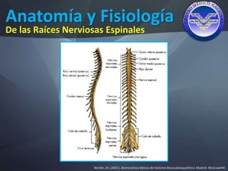 Anatomía y Fisiología
Nordin, M. (2001). Biomecánica Básica del Sistema Musculoesquelético. Madrid: McGrawHIll.
De las Raíces Nerviosas Espinales
 