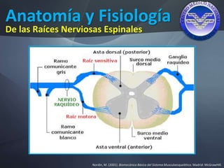 Anatomía y Fisiología
Nordin, M. (2001). Biomecánica Básica del Sistema Musculoesquelético. Madrid: McGrawHIll.
De las Raíces Nerviosas Espinales
 