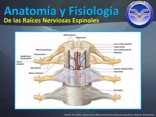 Anatomía y Fisiología
Nordin, M. (2001). Biomecánica Básica del Sistema Musculoesquelético. Madrid: McGrawHIll.
De las Raíces Nerviosas Espinales
 