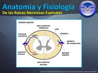 Anatomía y Fisiología
Nordin, M. (2001). Biomecánica Básica del Sistema Musculoesquelético. Madrid: McGrawHIll.
De las Raíces Nerviosas Espinales
 