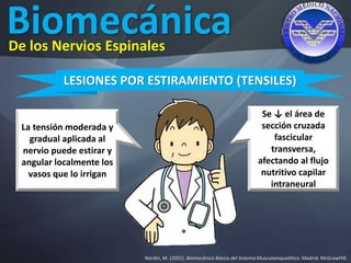 Biomecánica
Nordin, M. (2001). Biomecánica Básica del Sistema Musculoesquelético. Madrid: McGrawHIll.
De los Nervios Espinales
LESIONES POR ESTIRAMIENTO (TENSILES)
La tensión moderada y
gradual aplicada al
nervio puede estirar y
angular localmente los
vasos que lo irrigan
Se ↓ el área de
sección cruzada
fascicular
transversa,
afectando al flujo
nutritivo capilar
intraneural
 
